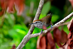 Spot-Breasted Wren photo 5
