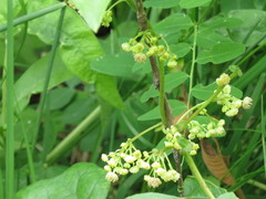 Menispermum dauricum