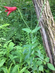 Lilium grayi