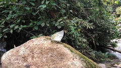 Polyura delphis