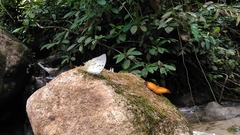 Polyura delphis