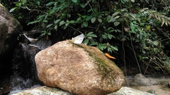Polyura delphis