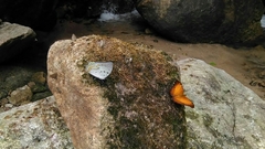 Polyura delphis