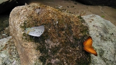 Polyura delphis