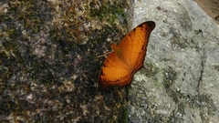 Polyura delphis