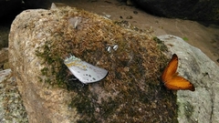 Polyura delphis