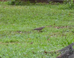 Streptopelia chinensis