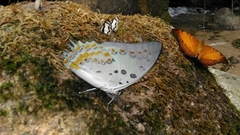 Polyura delphis