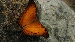 Polyura delphis