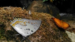 Polyura delphis