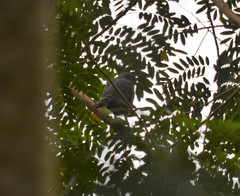 Accipiter erythropus