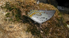 Polyura delphis