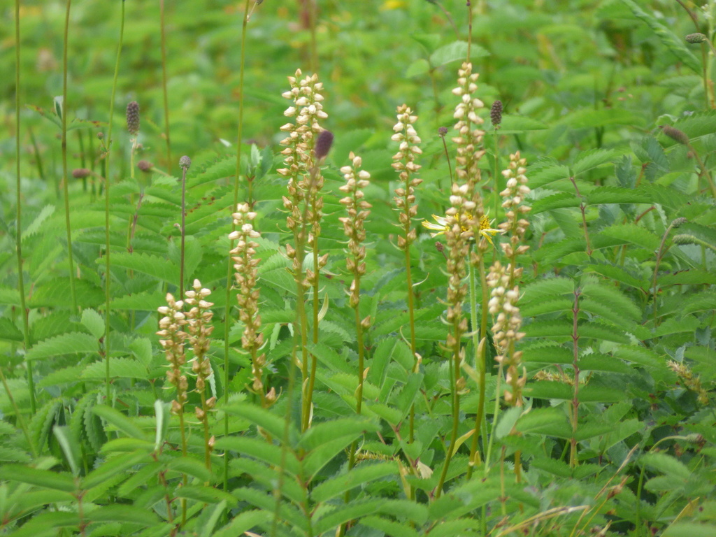 Aletris foliata; photograph Luke, CC BY-SA, iNaturalist via GBIF