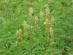 Aletris foliata
