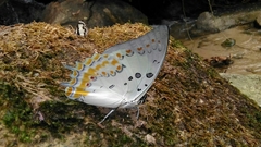 Polyura delphis