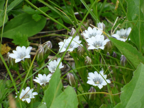 Image of Gentiana thunbergii by (c) Luke, some rights reserved (CC BY-SA)