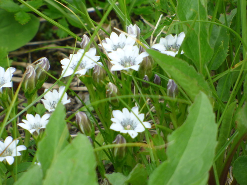 Image of Gentiana thunbergii by (c) Luke, some rights reserved (CC BY-SA)