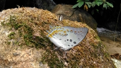 Polyura delphis