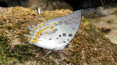 Polyura delphis