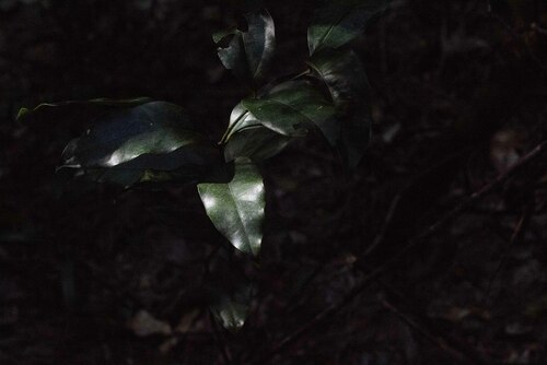Image of Beilschmiedia obtusifolia by (c) Lewis, some rights reserved (CC BY-SA)