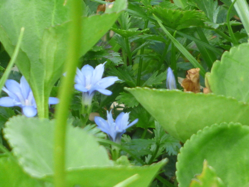 Image of Alpine-Snowbed Gentian (Gentiana nipponica) by (c) Luke, some rights reserved (CC BY-SA)