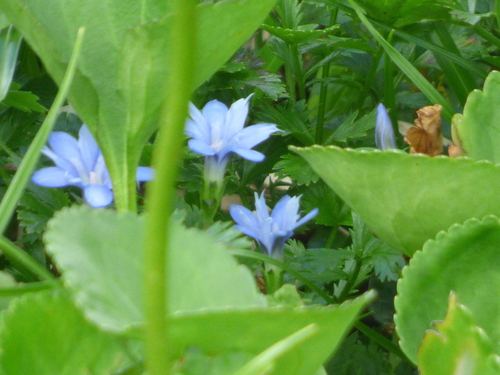 Image of Alpine-Snowbed Gentian (Gentiana nipponica) by (c) Luke, some rights reserved (CC BY-SA)