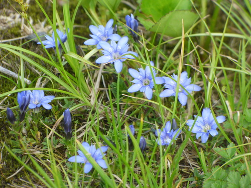 Image of Gentiana nipponica by (c) Luke, some rights reserved (CC BY-SA)