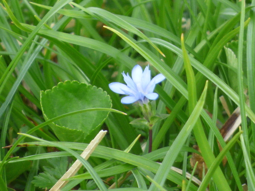 Image of Gentiana nipponica by (c) Luke, some rights reserved (CC BY-SA)