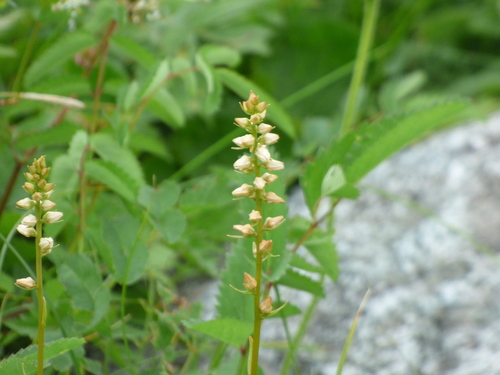 Aletris foliata iNat (3)