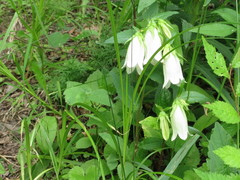 Campanula punctata punctata