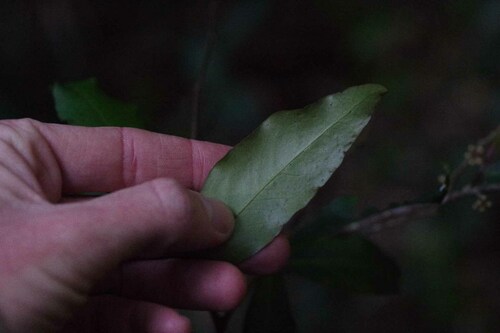 Image of Myrsine subsessilis by (c) Lewis, some rights reserved (CC BY-SA)