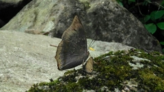 Charaxes borneensis