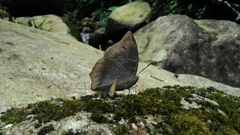 Charaxes borneensis