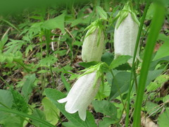 Campanula punctata punctata