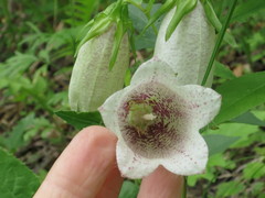 Campanula punctata punctata
