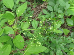 Clematis terniflora mandshurica