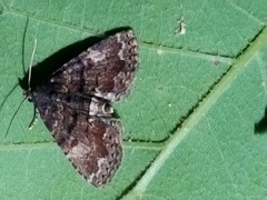 Metalectra richardsi