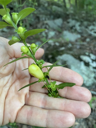 Image of Aureolaria virginica by no rights reserved