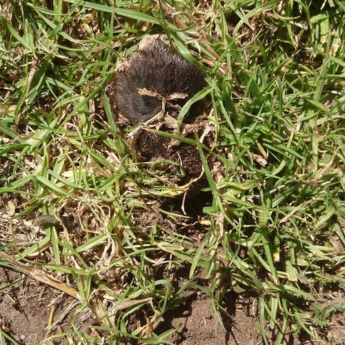 Zulu Golden Mole