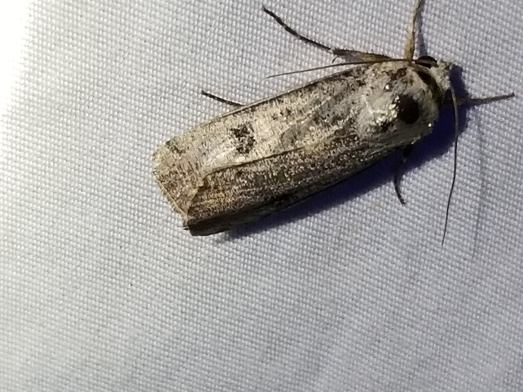 Green Cutworm Moth from Anne Arundel, Maryland, United States on May 28 ...