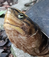 Cuora amboinensis kamaroma