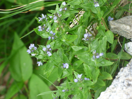Veronica nipponica iNat (2)