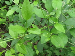 Clematis terniflora mandshurica