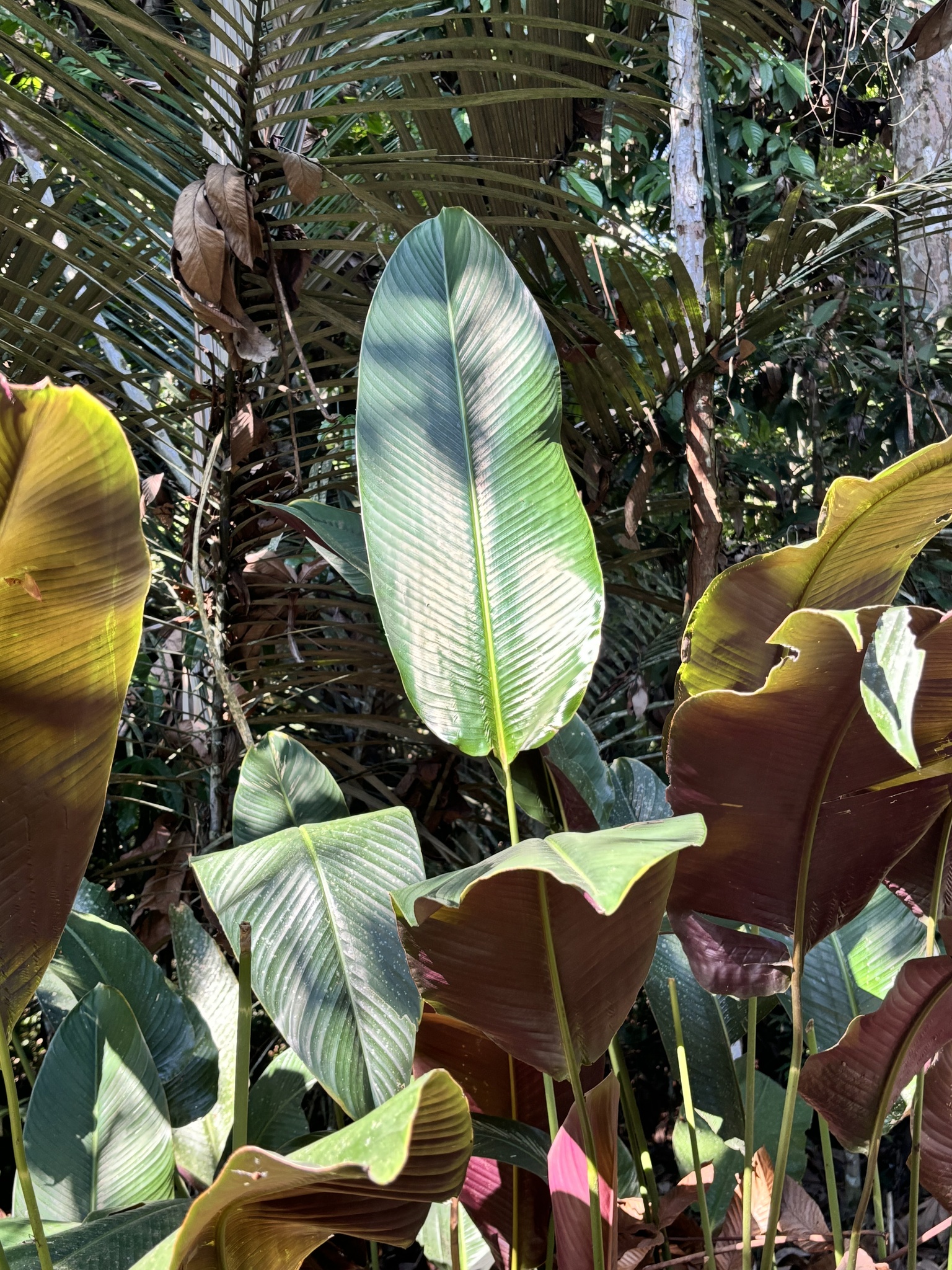 Imagem de Maranta Riscada