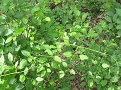 Clematis terniflora mandshurica