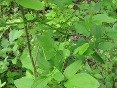 Clematis terniflora mandshurica