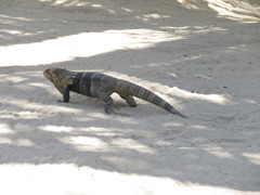 Ctenosaura melanosterna