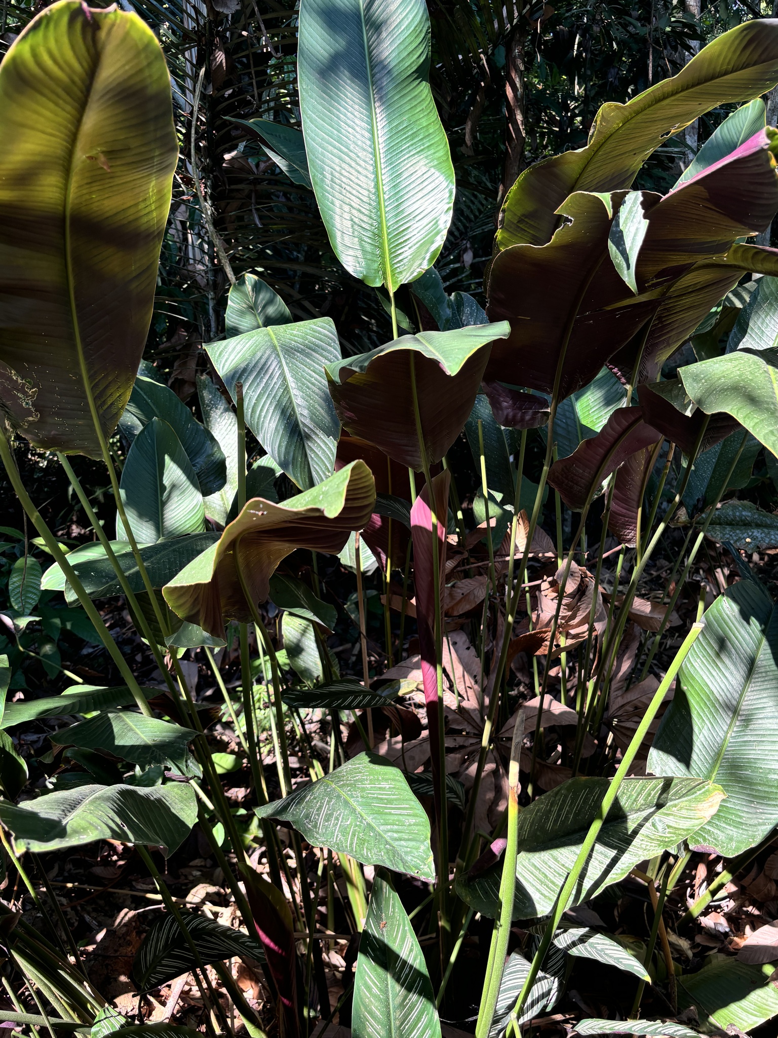 Imagem de Maranta Riscada