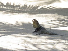 Ctenosaura melanosterna