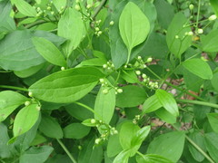 Clematis terniflora mandshurica